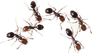 Image for Pest Force with ID of: 3101182