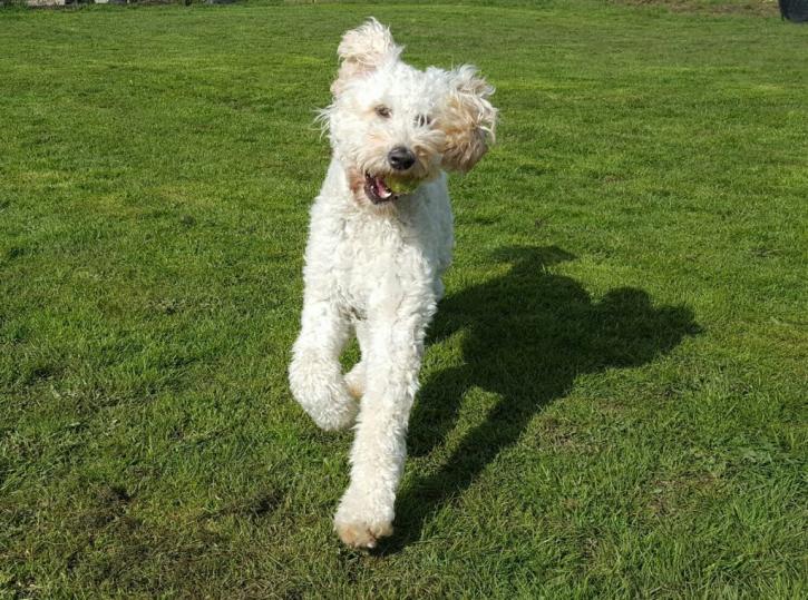 Image for Willow Tree Country Kennels with ID of: 3102296