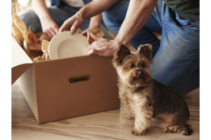 Image for Ace Moving with ID of: 3102419