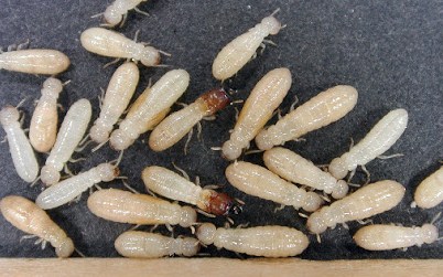 Image for Strike Force Pest Control with ID of: 3102455