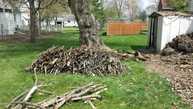 Image for Tree Service BG with ID of: 3102972