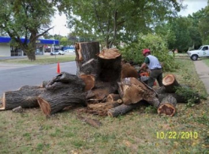 Image for Alexandria Trees & Stumps with ID of: 3103197