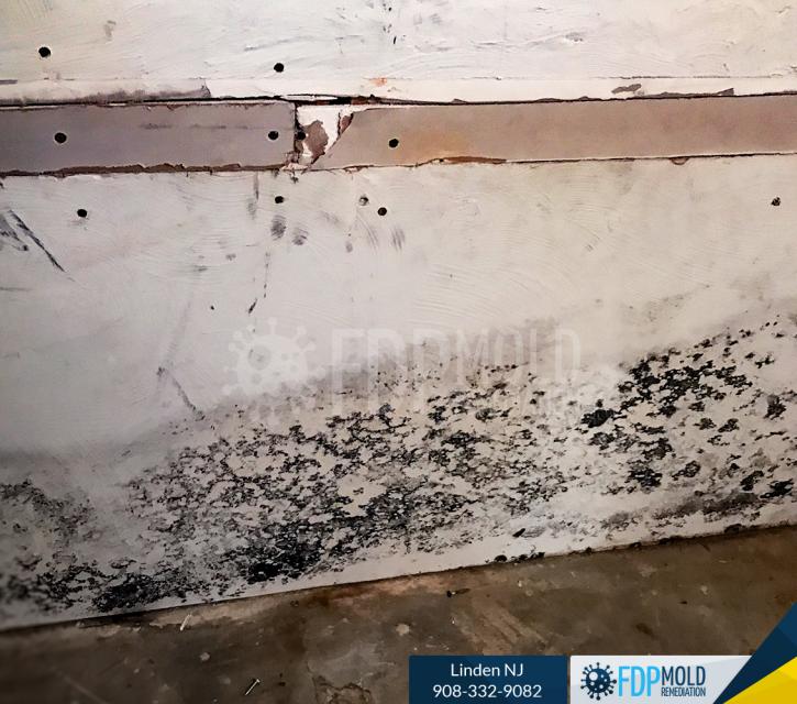 Image for FDP Mold Remediation with ID of: 3107567