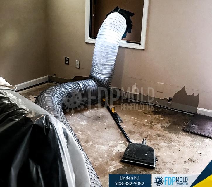 Image for FDP Mold Remediation with ID of: 3107573