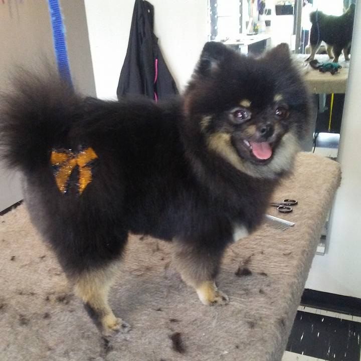Image for Doggie Designs with ID of: 3109617