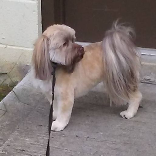 Image for Doggie Designs with ID of: 3109618