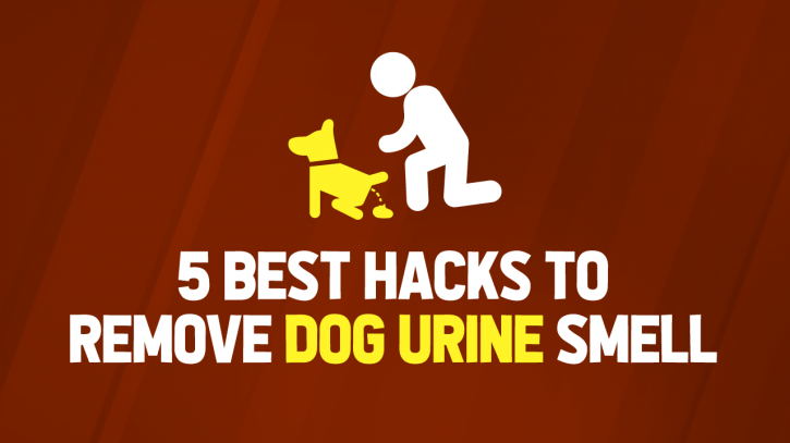 Image for 5 Best Hacks to Remove Dog Urine Smell with ID of: 3110678