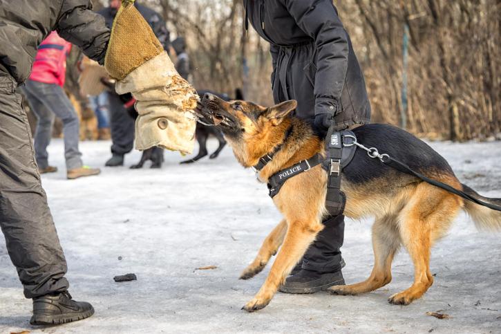 Image for In Home Dog Training with ID of: 3111684