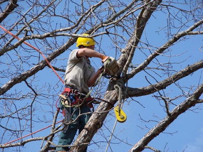 Image for Wichita Tree Care with ID of: 3115818