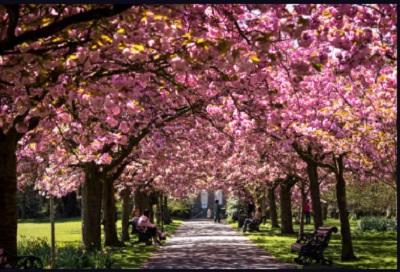Image for Wichita Tree Care with ID of: 3115819