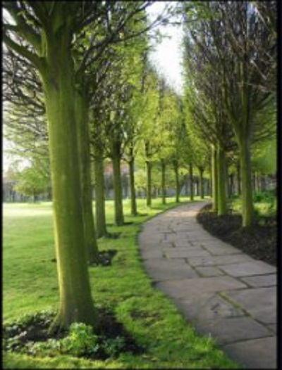 Image for Wichita Tree Care with ID of: 3115820