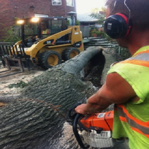 Image for Nabor's Tree Service Chattanooga with ID of: 3122036