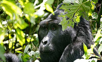 Image for Tours in Uganda Safari with ID of: 3123321