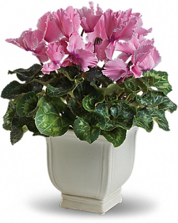 Image for Rainbow Florist and Delectables with ID of: 3124150