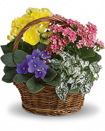 Image for Rainbow Florist and Delectables with ID of: 3124155