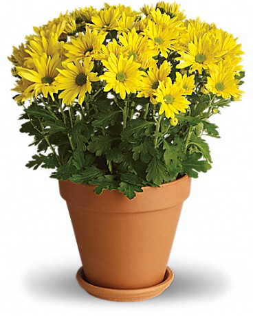 Image for Rainbow Florist and Delectables with ID of: 3124160