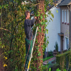 Image for Tree Removal Seattle with ID of: 3124487