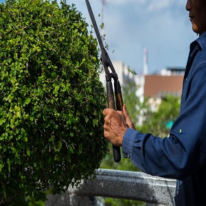 Image for Tree Removal Seattle with ID of: 3124488