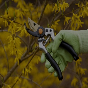 Image for Tree Removal Seattle with ID of: 3124489