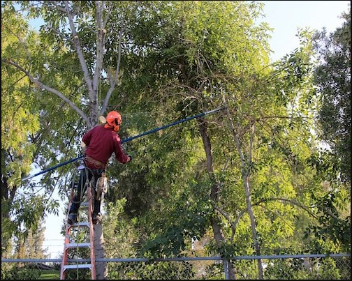 Image for Lake Charles Tree Service with ID of: 3128860
