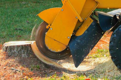 Image for Lake Charles Tree Service with ID of: 3128889
