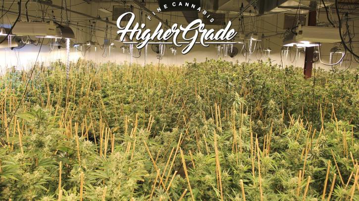 Image for Higher Grade with ID of: 3130695