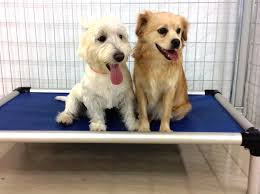 Image for Classy Canines with ID of: 3132649