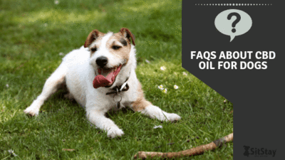 Image for SitStay with ID of: 3136191