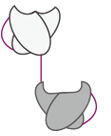Image for Hybrid hybridoma with ID of: 3138649