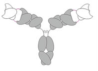 Image for Fab-arm Exchange with ID of: 3138673