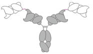Image for scFv fragment with ID of: 3138699