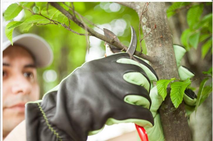 Image for Crystal Lake Tree Service with ID of: 3138979
