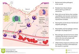 Image for Macrophage Polarization Signaling Pathway with ID of: 3143203