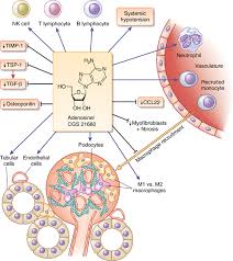 Image for T Cell Differentiation with ID of: 3143205