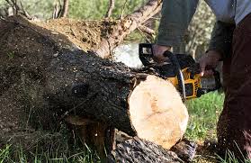Image for Aurora Tree Service with ID of: 3144282