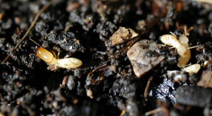 Image for Bugs Plus Pest Solutions with ID of: 3147453
