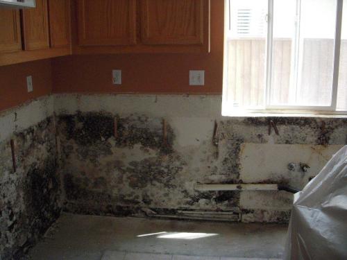 Image for Mold Removal Financing with ID of: 3149051