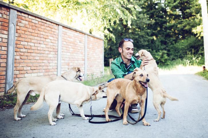 Image for Above & Beyond Pet Sitting with ID of: 3151689
