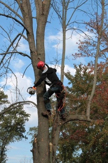 Image for Tree Service Of Mobile with ID of: 3153092