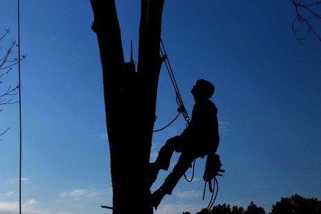 Image for Tree Service Of Mobile with ID of: 3153139