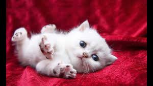 Image for SWEET CAT with ID of: 3158364