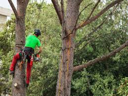 Image for Davie Tree Services with ID of: 3165226