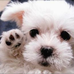 Image for North Star Kennels with ID of: 3166930