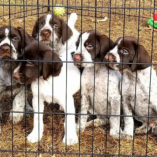 Image for North Star Kennels with ID of: 3166932