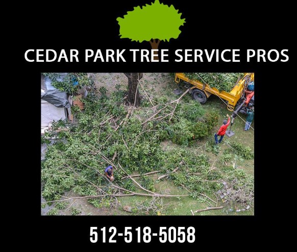 Image for Cedar Park Tree Service Pros with ID of: 3176469
