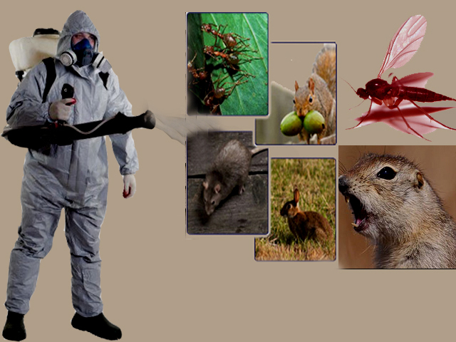 Image for Pest Control & Pest Removal with ID of: 3178212