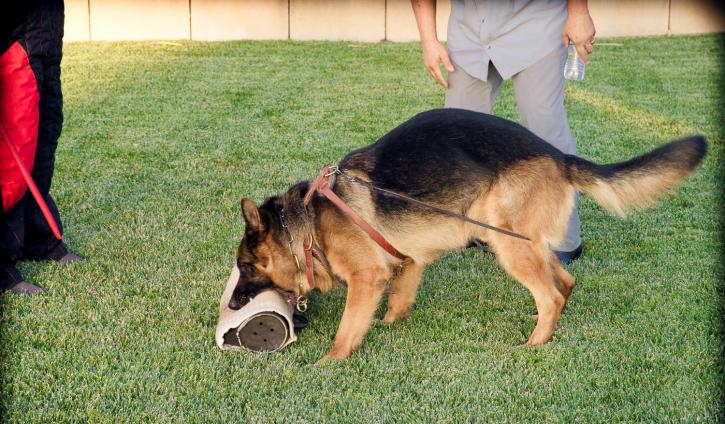 Image for Top Shepherd Kennel with ID of: 3178725