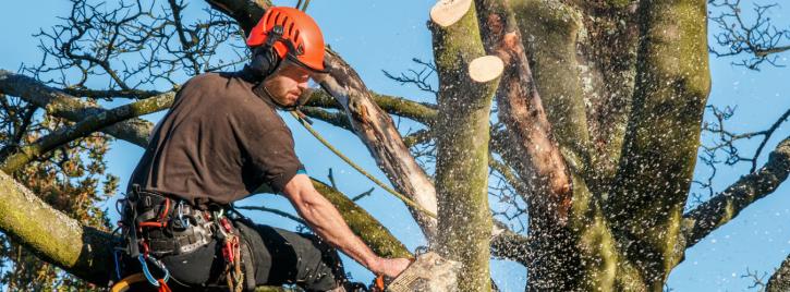 Image for Thrift Washington Tree Service with ID of: 3179863