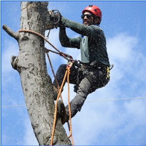 Image for Spring Stump Grinding with ID of: 3184480