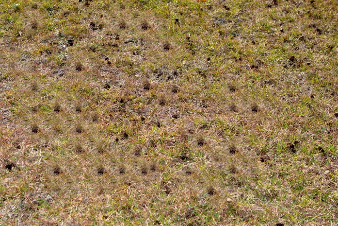 Image for Scientific Turf Inc. with ID of: 3189461